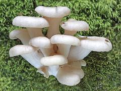 Oyster Mushrooms Eyeworth New Forest
